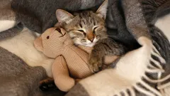 路上で助けられ、新しい家をもらった猫は、その恩に感謝してくれるだろうか？