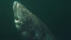 グリーンランドザメはアメリカ合衆国よりも年上：ある海の捕食者が400年以上も生きられる理由